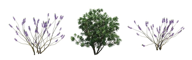 bush isolated on white background, 3D illustration, cg render