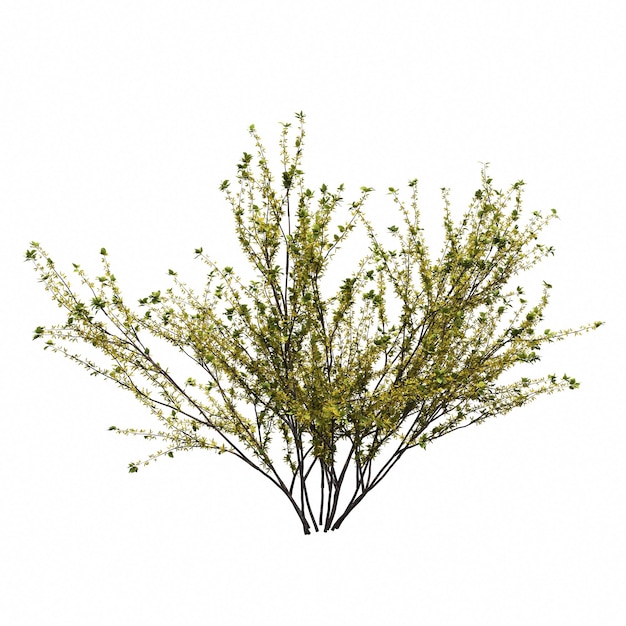 bush isolated on white background, 3D illustration, cg render