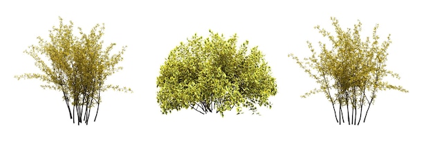 bush isolated on white background, 3D illustration, cg render