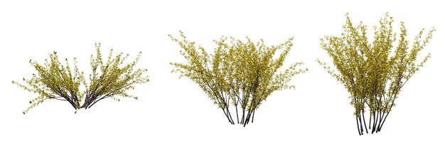 bush isolated on white background, 3D illustration, cg render