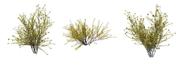 bush isolated on white background, 3D illustration, cg render