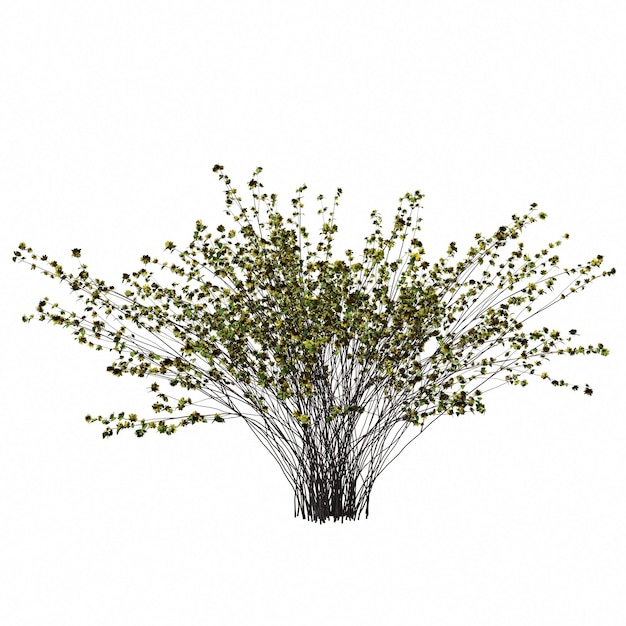 bush isolated on white background, 3D illustration, cg render