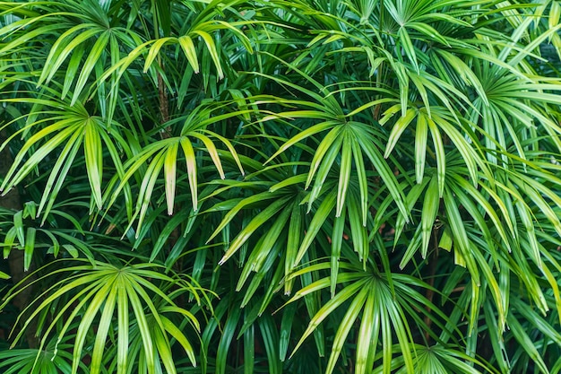 Photo bush lady palm in the garden