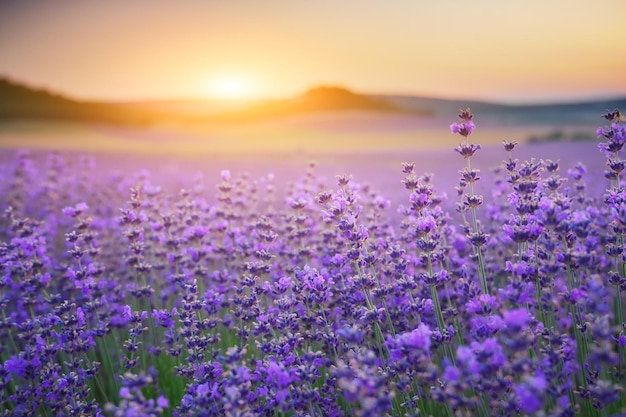 Photo bush of lavender frower at sunset nature composition