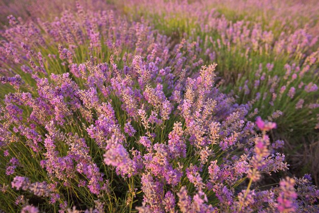 Bush of lavender at sunset