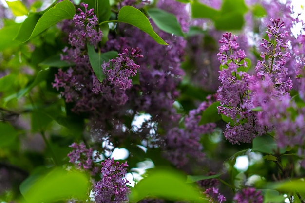 Bush of a lilac blossoming on the nature