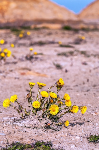 Bush of lush coltsfoot in desert