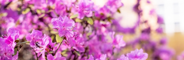 햇볕이 잘 드는 봄 정원에 있는 진달래 또는 진달래 식물의 섬세하고 선명한 분홍 꽃의 덤불 5월에 만발한 일본 분홍색 진달래 꽃