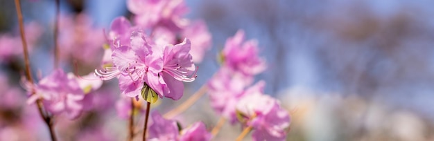 日当たりの良い春の庭にツツジやシャクナゲの多くの繊細な鮮やかなピンクの花の茂み日本のピンクのツツジの花は5月に満開植物園のツツジの花の季節