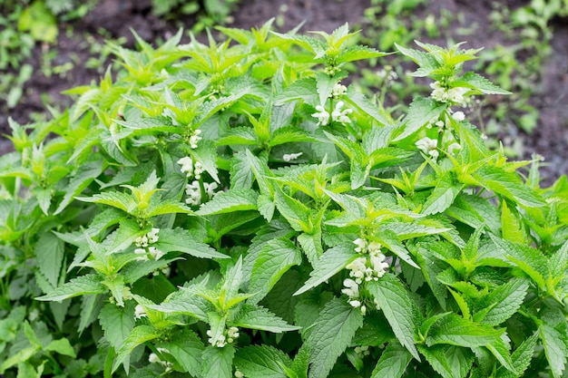 庭に白い花が咲くイラクサの茂み_