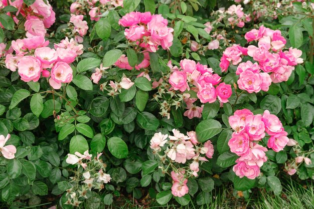 写真 明るく美しいピンクのバラの茂み。公園にはたくさんの花が咲いています。 arの素晴らしい開花