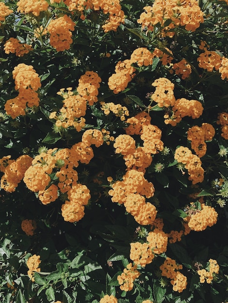 Cespuglio di fiori d'arancio e foglie verdi. sfondo floreale o texture