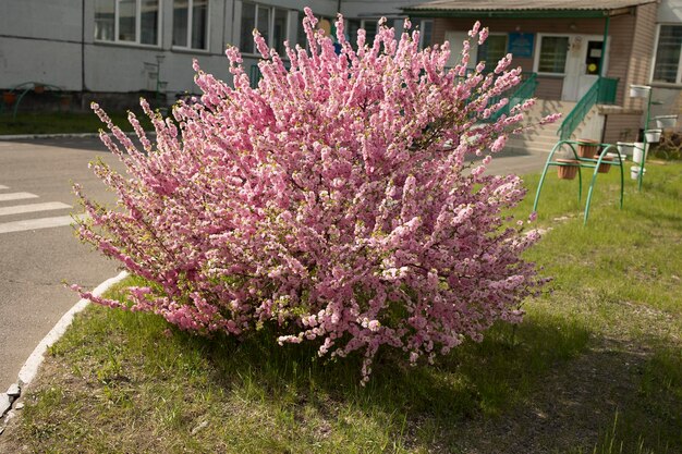 Foto cespuglio di fiori rosa fiori di ciliegio alla luce del sole