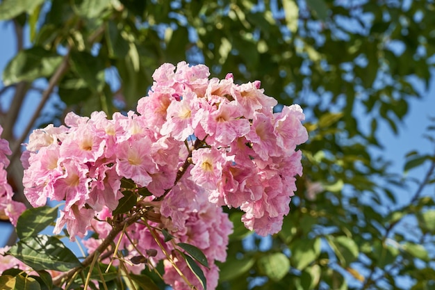 A bush of pink flowers with a blurred background