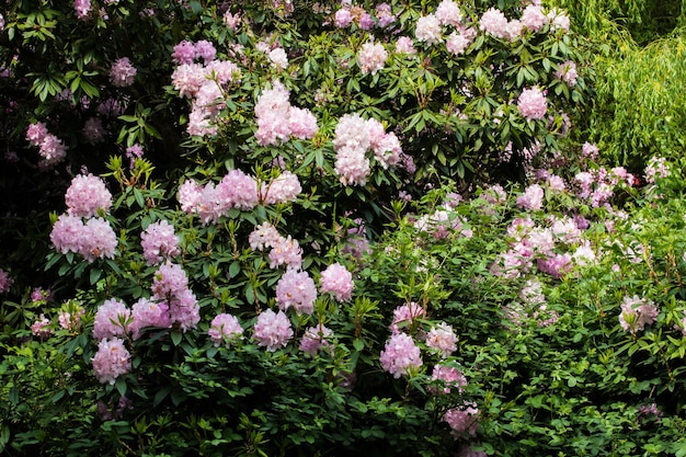 Foto un cespuglio di fiori rosa con foglie verdi e fiori rosa.