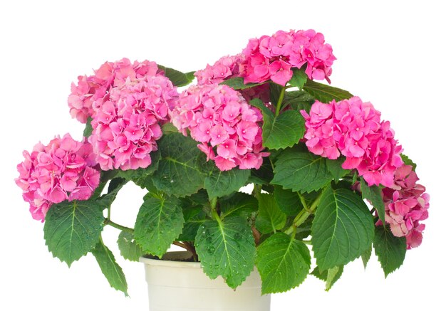 Bush of pink hortensia flowers in pot close up isolated