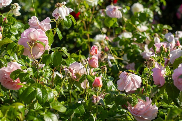 Cespuglio di rose rosa che fioriscono sullo sfondo del giardino