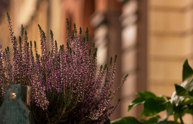 A bush of purple heather in a pot on outdoor