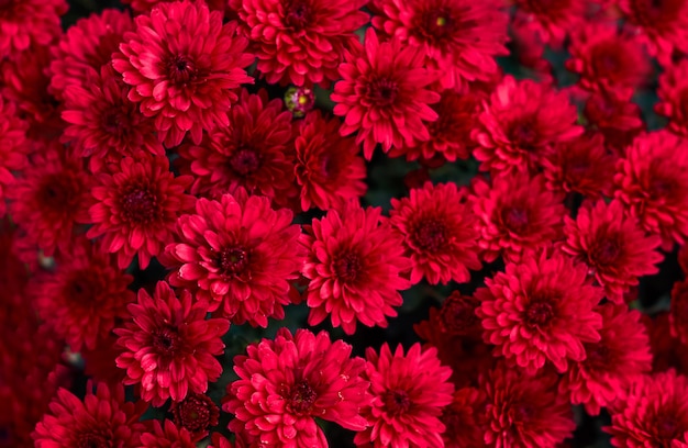 Foto cespuglio rosso aster fiori rosa nel giardino. natura sfondo floreale.