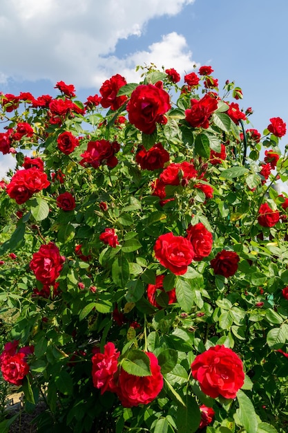 Bush of red climbing roses blooms in a sunny summer garden