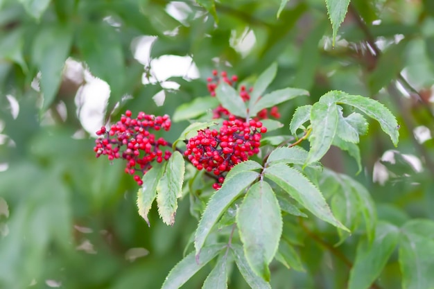 赤いニワトコの低木植物 Sambucus racemosa