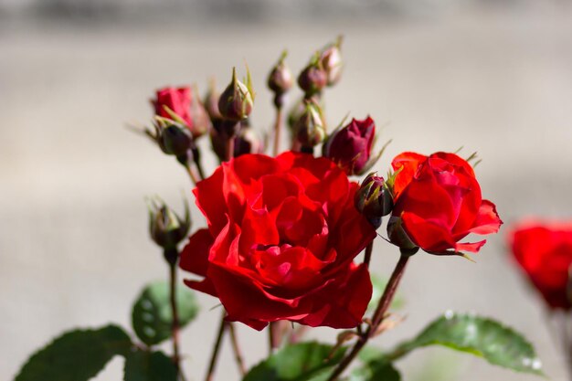 Bush of red rose with one bloom flower