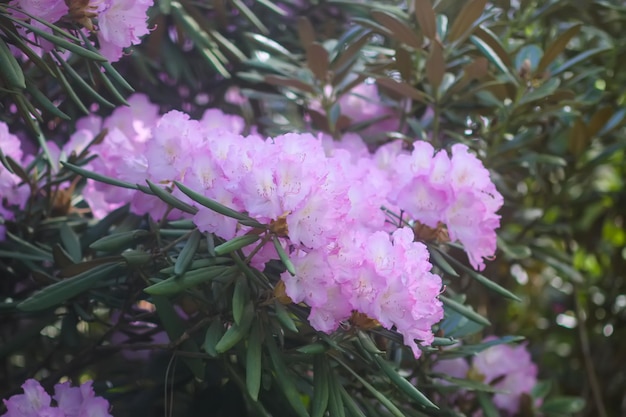 Bush of the Rhododendron in the botanical garden Beautiful floral background