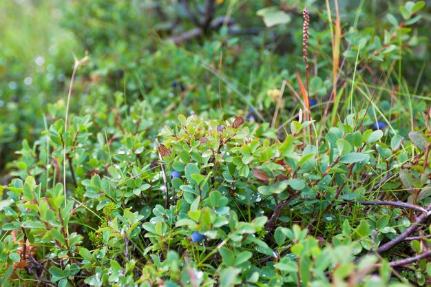 Bush of a ripe blueberry