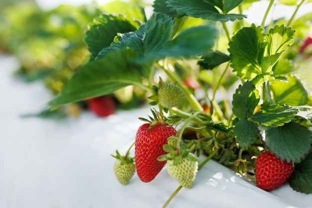 Bush of ripe organic strawberries in the garden Berry closeup