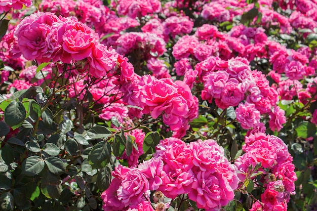 Bush of roses on bright summer day