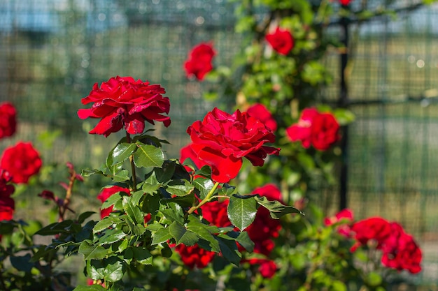 Bush of rough roses in the garden background