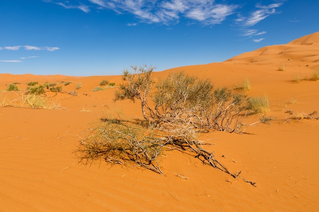 Bush on the sand, Sahara desert