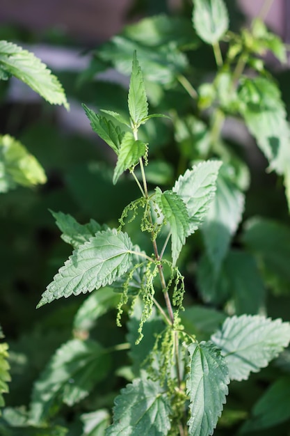 Bush of stingingnettles Green nettle leaves