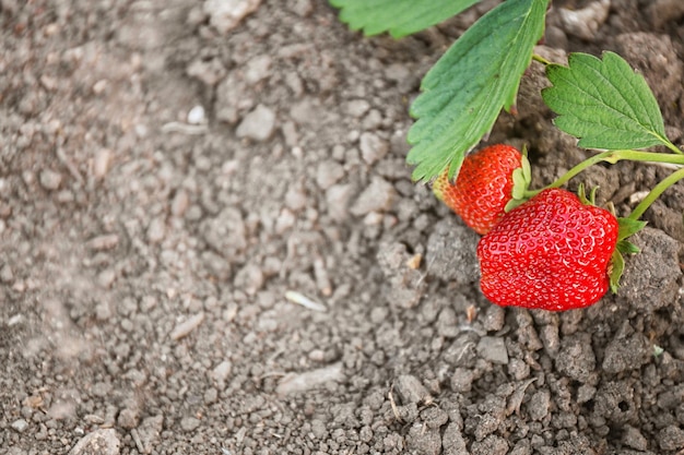 Photo bush of strawberry plant in garden