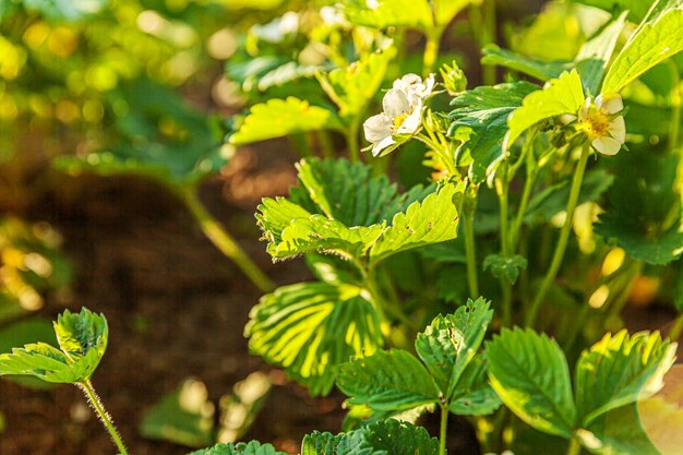 庭のベッドに花とイチゴの茂み