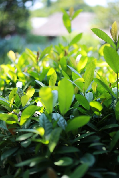 Bush of tea leaves