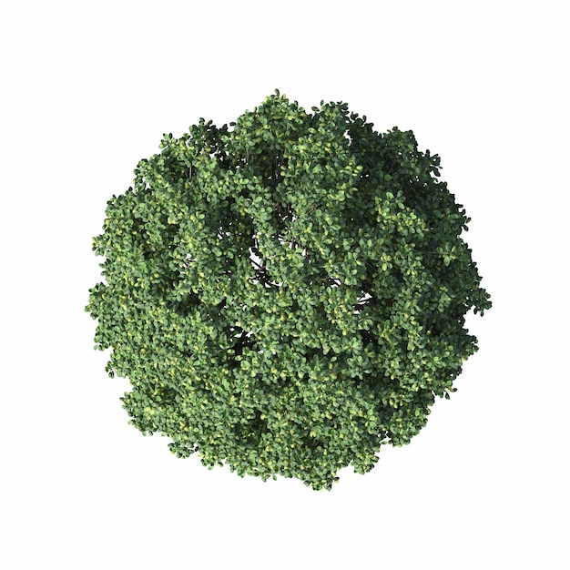 Photo bush top view isolated on white background 3d illustration cg render