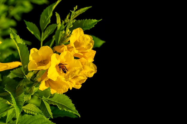 トランペットの花のブッシュ