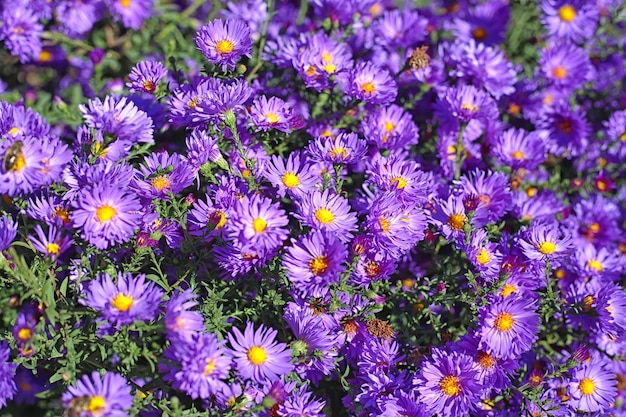 Bush unmatched chrysanthemums in the park