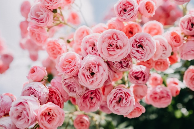 Bush van bleke roze rozen in een tuin