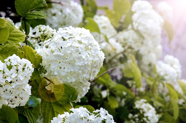 Bush van bloemen sneeuwbal