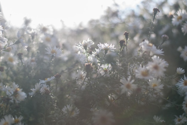 Bush van de witte aster bloemen