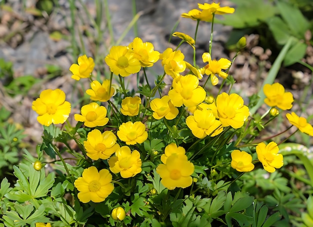 Foto bush van gele bloemen ranunculus glacialis algemeen bekend als gletsjerbuttercup