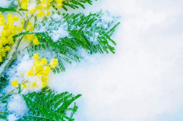 Bush van gele voorjaarsbloemen mimosa Sneeuw