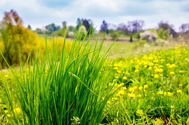 Bush van groen gras en gele paardebloem in een weiland bij zonnig weer