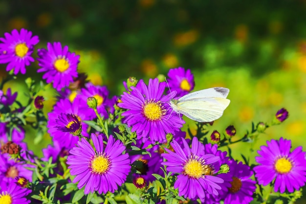 Bush van herfst bloemen chrysant als achtergrond