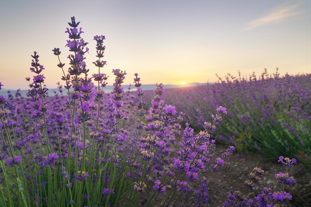 Bush van lavendel bij zonsondergang. natuur samenstelling.