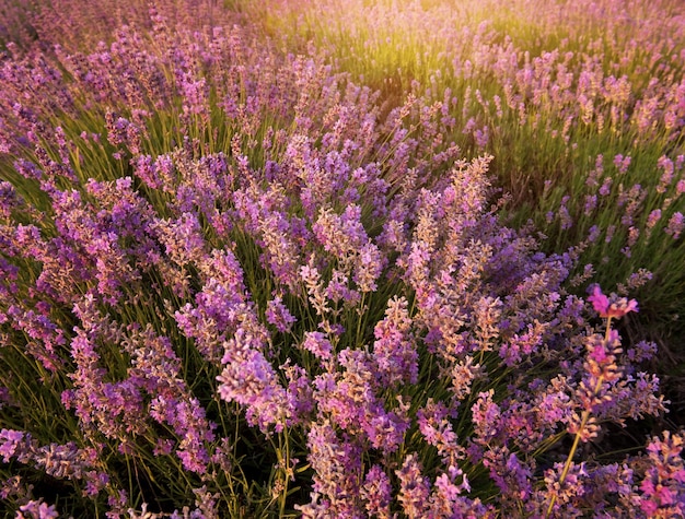 Bush van lavendel