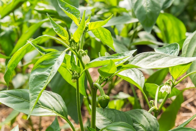 Bush van peper in bloei met wat peper in de groei