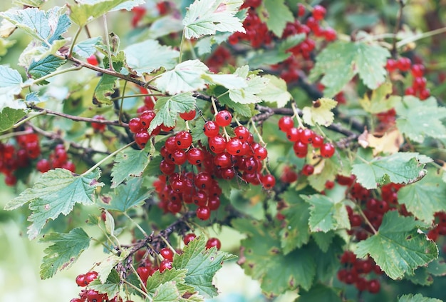 Bush van rijpe rode aalbes in een zomertuin